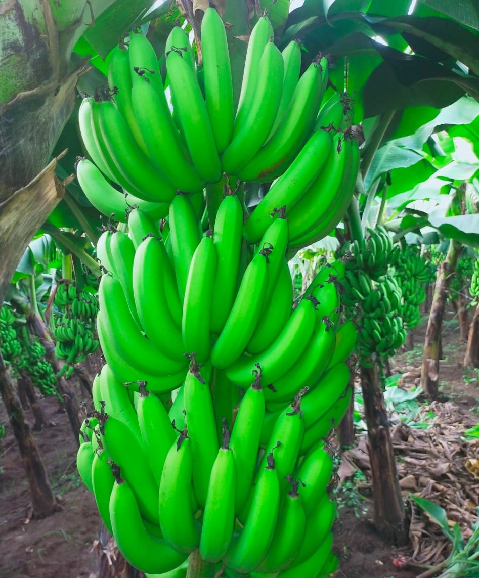 Banana plantation in Maharashtra — Triune Trades farm visit