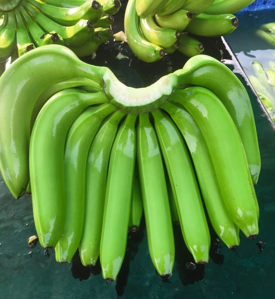 Fresh export-grade bananas sourced from Maharashtra farms by Triune Trades