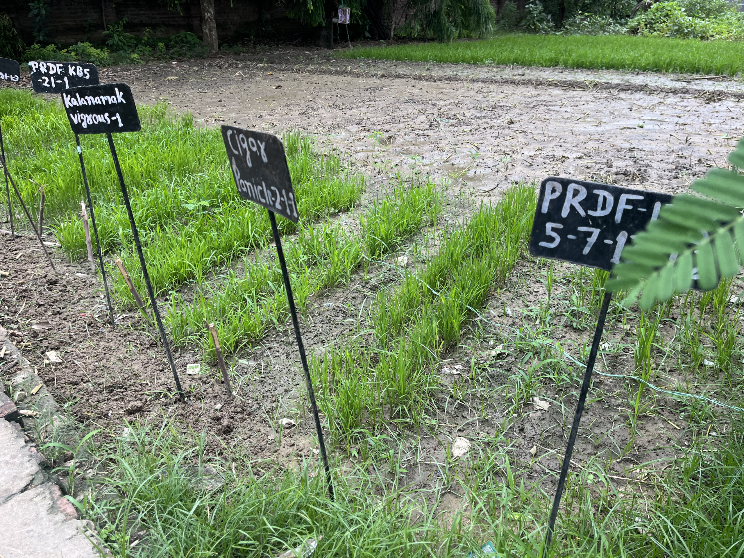 Indrayani rice paddy fields in Pune, Maharashtra — Triune Trades farm sourcing