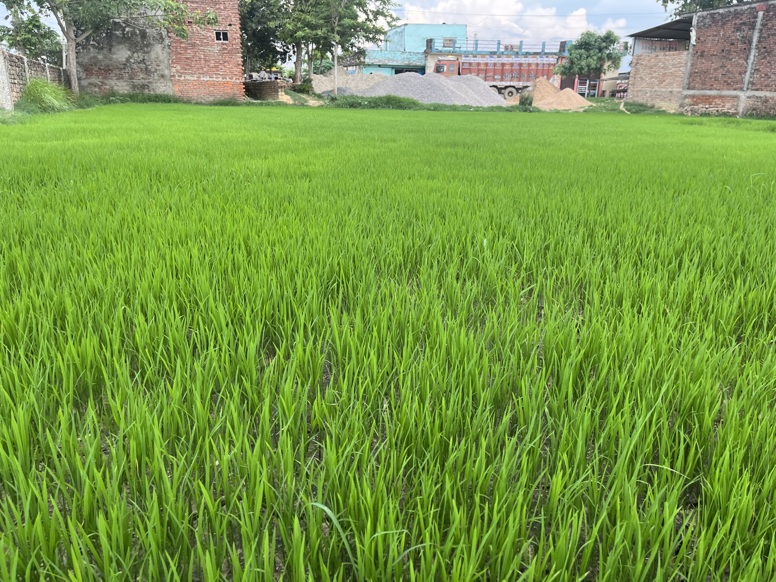 Lush green Indrayani rice crop — direct sourcing by Triune Trades